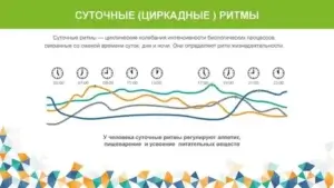 Циркадные ритмы