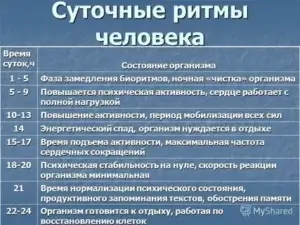 Ритмы организма