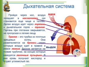 Дыхание и здоровье человека